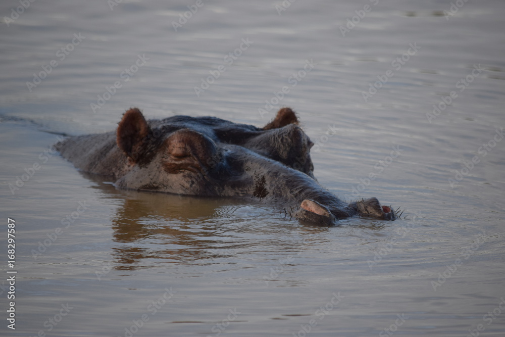 Sleeping Hippo, Santa Lucia, South Africa Sleeping Hippo, Santa Lucia, South Africa