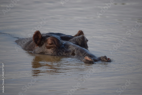 Sleeping Hippo, Santa Lucia, South Africa
