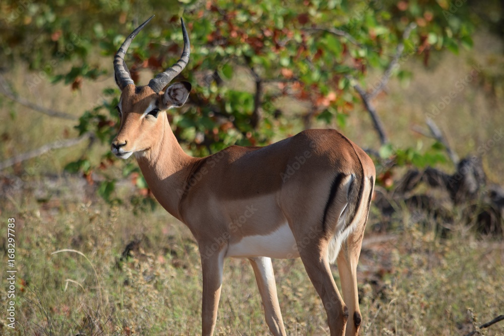 African Impala, Kruger National Park, South Africa African Impala, Kruger National Park, South Africa