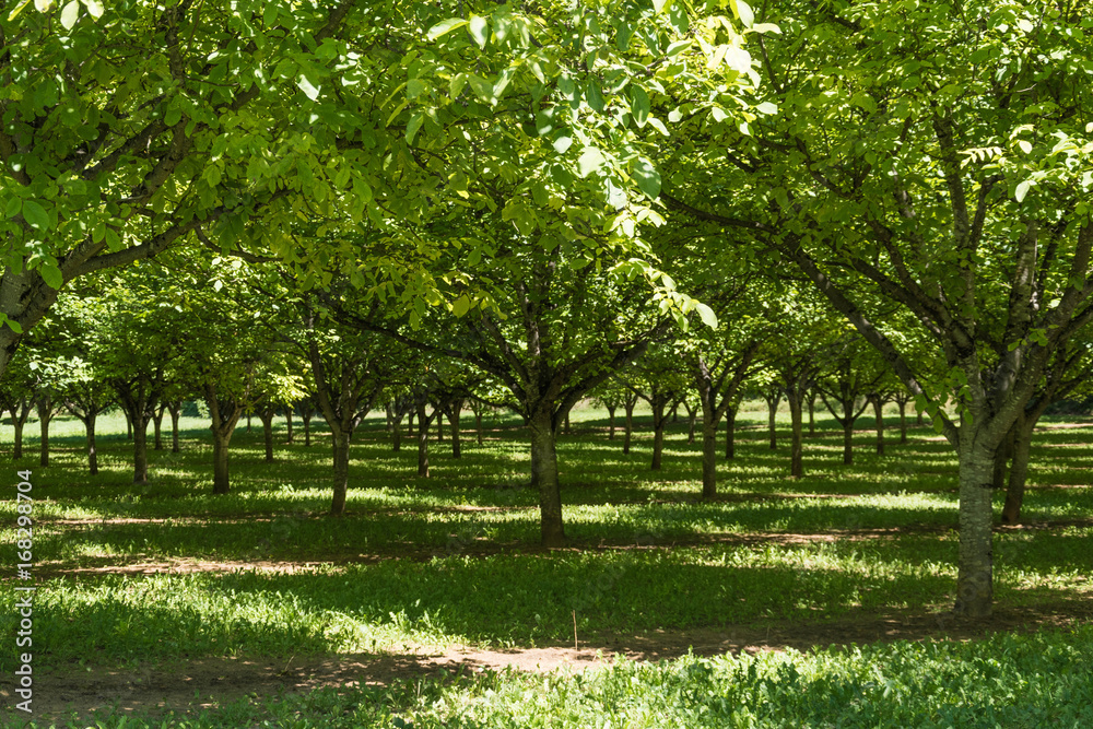 Obraz premium Serie Dordogne Frankrijk-walnoten plantage