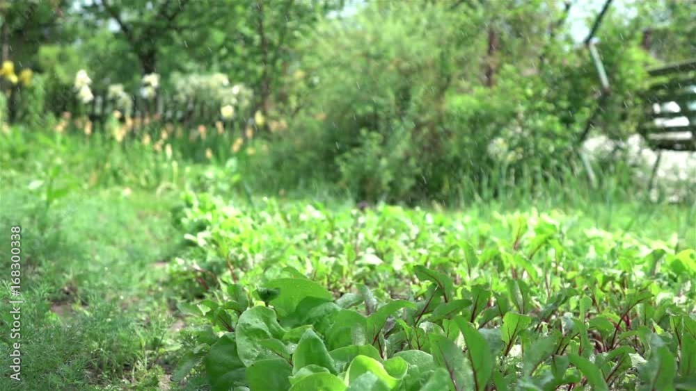 High quality video of watering vegetable garden in real 1080p slow motion 250fps High quality video of watering vegetable garden in real 1080p slow motion 250fps