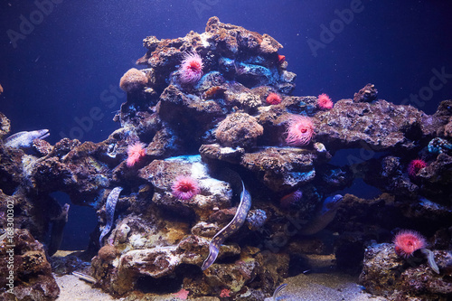 Fototapeta Corals and fish in the sea.