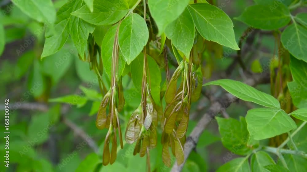 Ash Tree Flowers and fruits. Branches of fraxinus exelsior tree in the wind. Video HD Shooting of static camera. Ash Tree Flowers and fruits. Branches of fraxinus exelsior tree in the wind. Video HD Shooting of static camera.