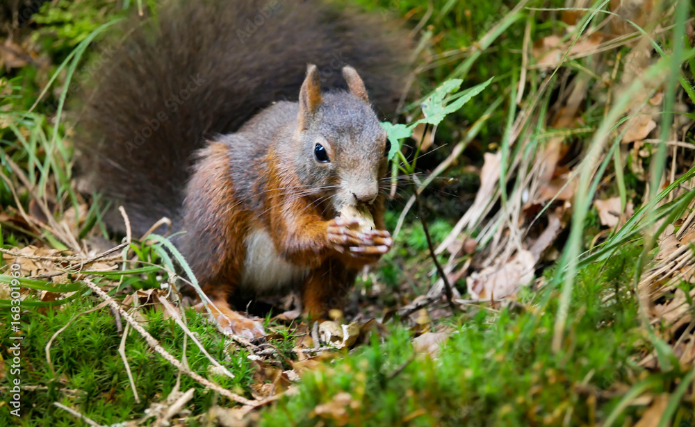 Wildes Eichhörnchen beim Fressen