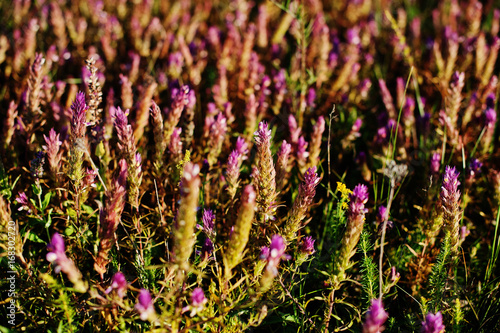 Fototapeta Naklejka Na Ścianę i Meble -  Close-up photo of a flowering field of common heather.