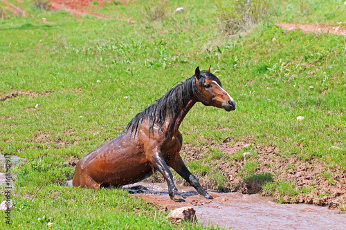 A horse is bathing in a creek