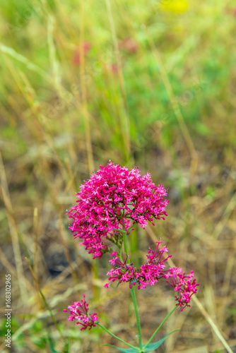 Budding  flowering and overblown red valerian plant growing in wild nature