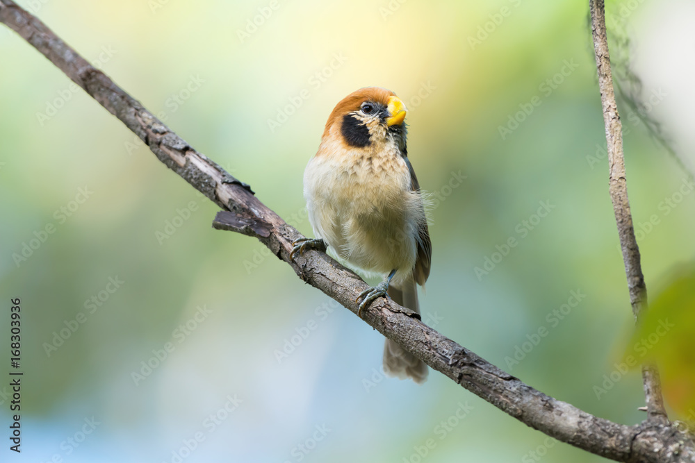 Beautiful parrot bird perching on branch . Spot-breasted Parrotbill (Paradoxornis guttaticollis) singing in the morning at the highland forest,blurred background. Beautiful parrot bird perching on branch . Spot-breasted Parrotbill (Paradoxornis guttaticollis) singing in the morning at the highland forest,blurred background.