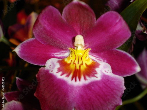 Fototapeta Naklejka Na Ścianę i Meble -  Orchidee Blume Pflanze