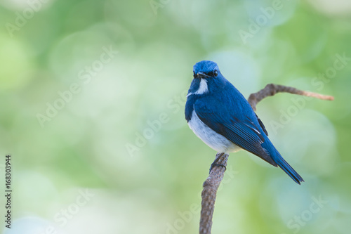 Blue and white charming bird..Small and charming bird ,Ultra marine flycatcher ( Ficedula superciliaris ),perching alone in highland forest,natural blurred background and sunlight..