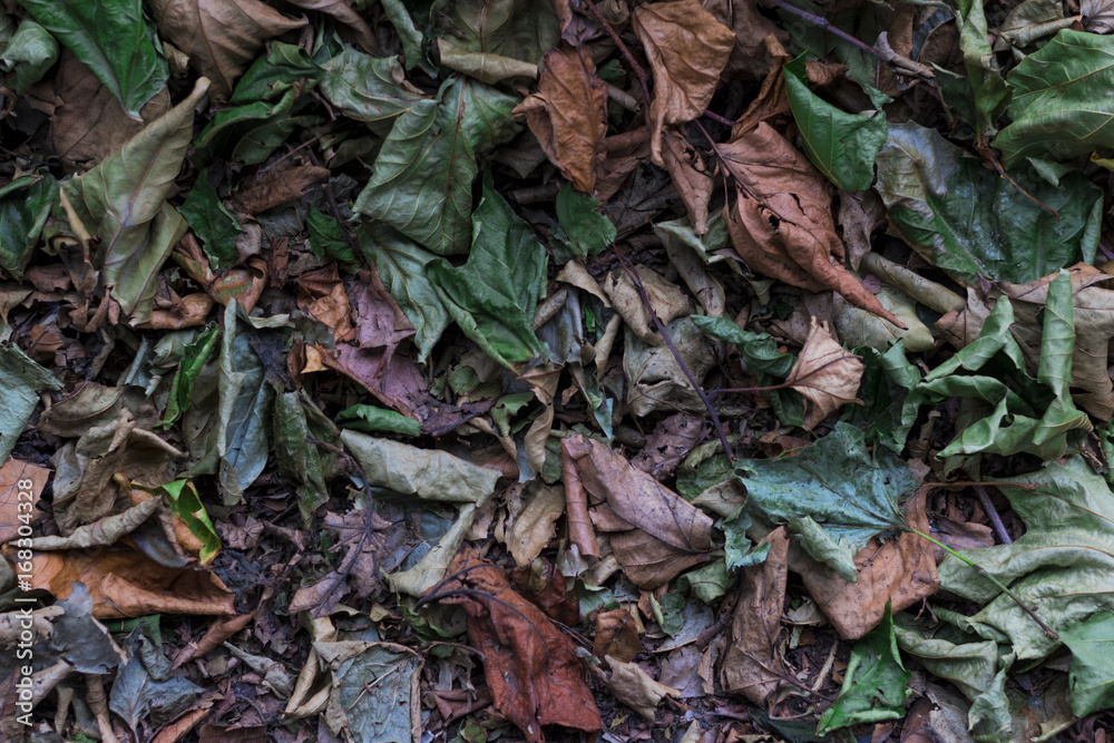 Fallen leaves Fallen leaves