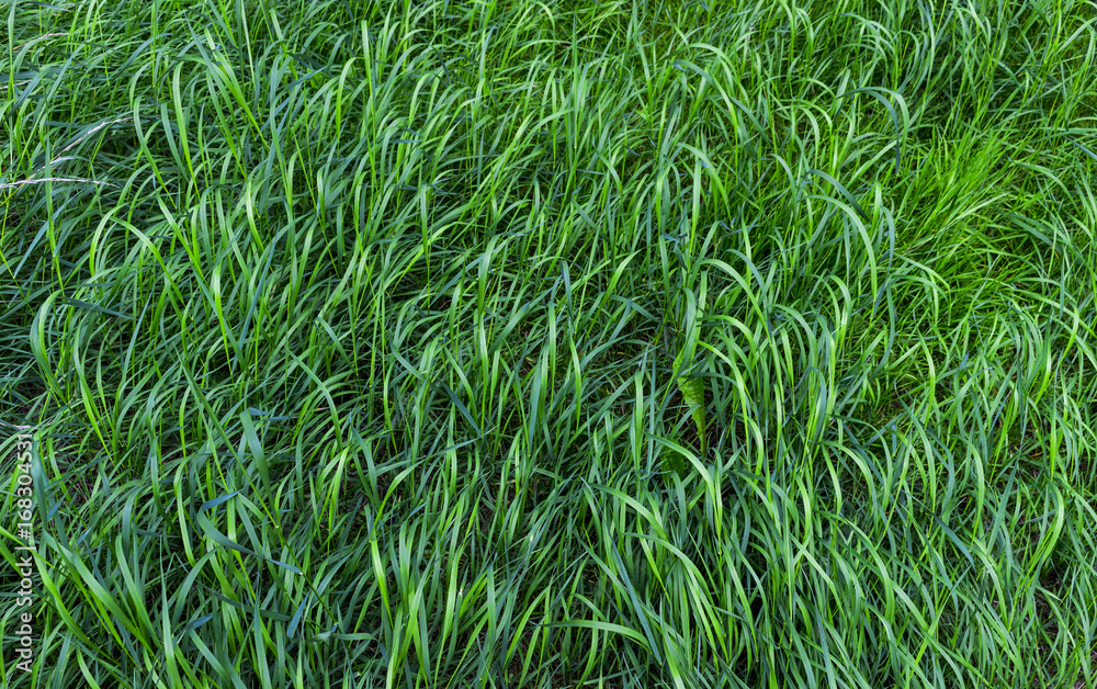 Fototapeta premium Long green grass background texture