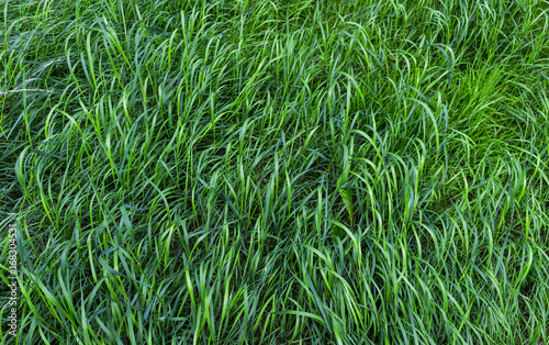 Long green grass background texture