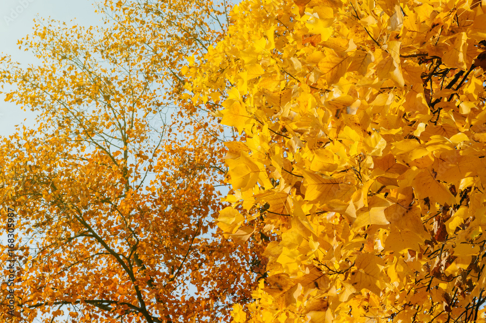 Large yellow maple tree canopy in autumn fall against blue sky Large yellow maple tree canopy in autumn fall against blue sky