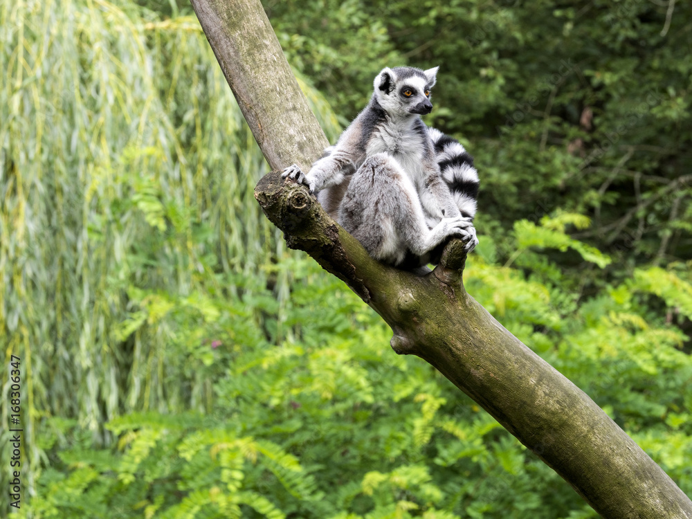 Fototapeta premium Ring-tailed Lemur, Lemur catta, on the tree