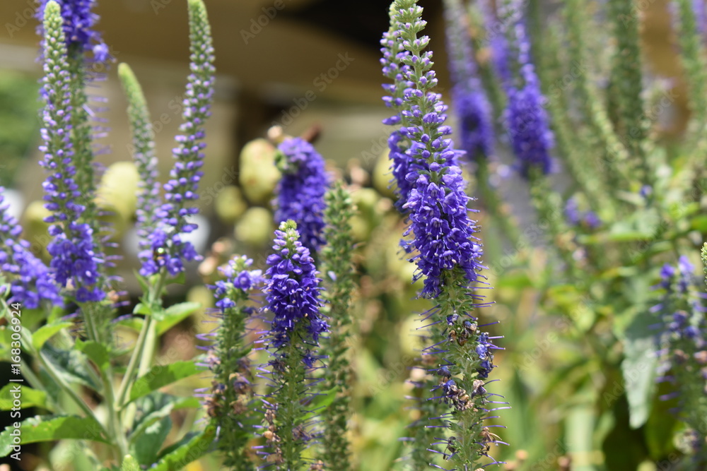 Fototapeta premium Lavender