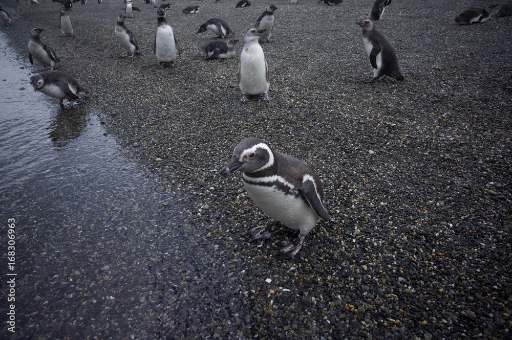 Obraz premium Penguins in Antarctica