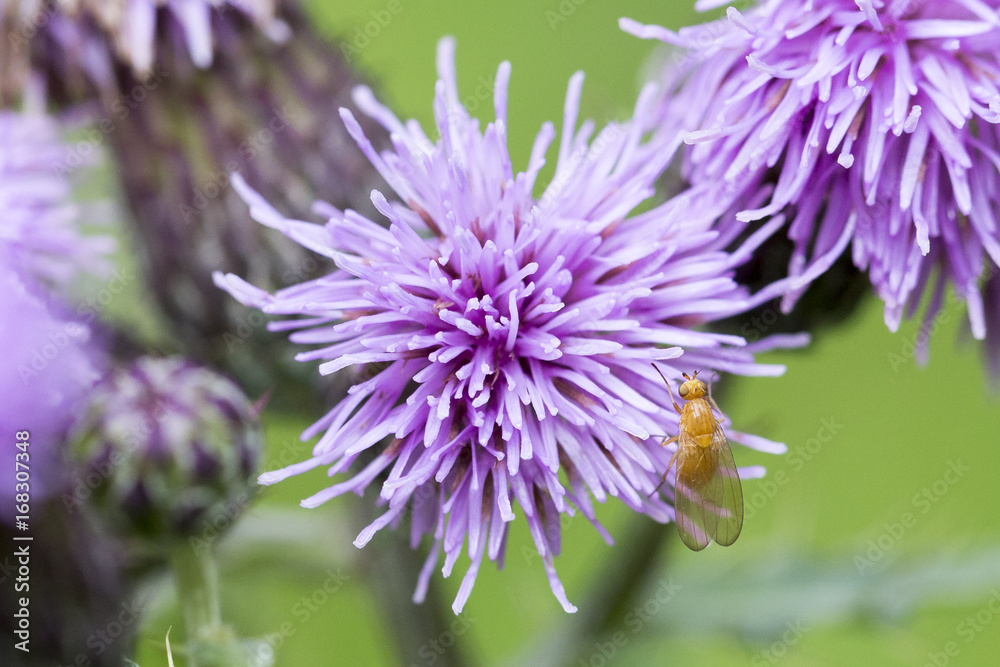 Fly on a flower Fly on a flower