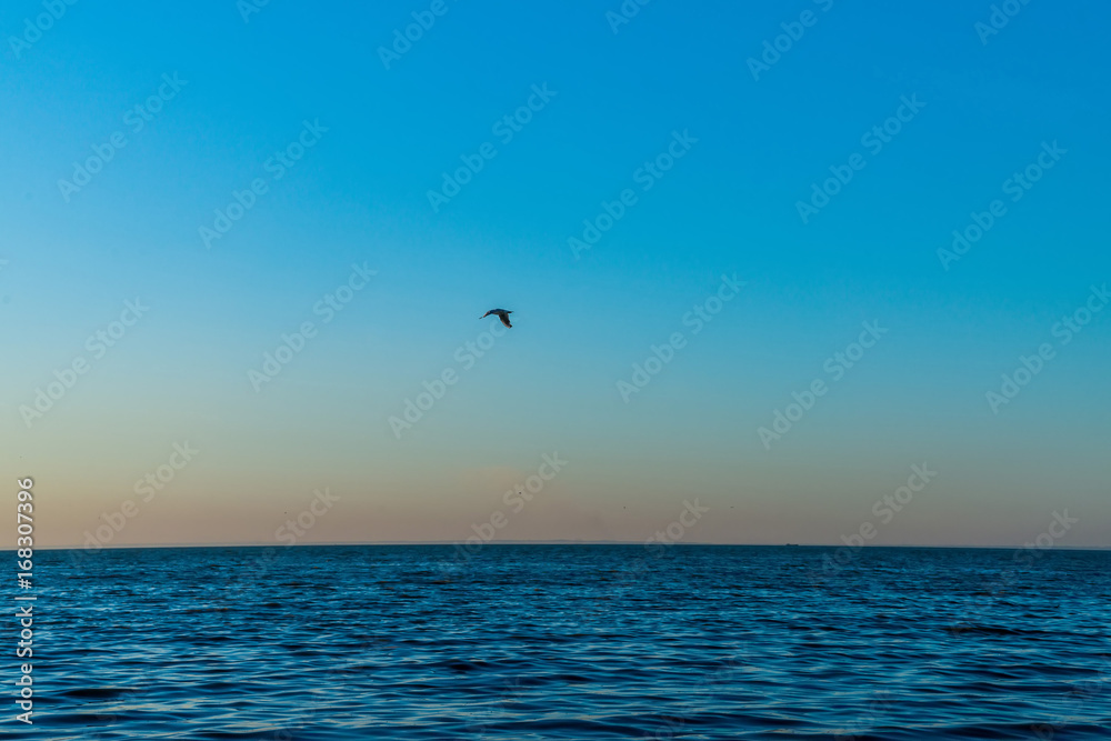 Seascape after sunset with gull in sky Seascape after sunset with gull in sky