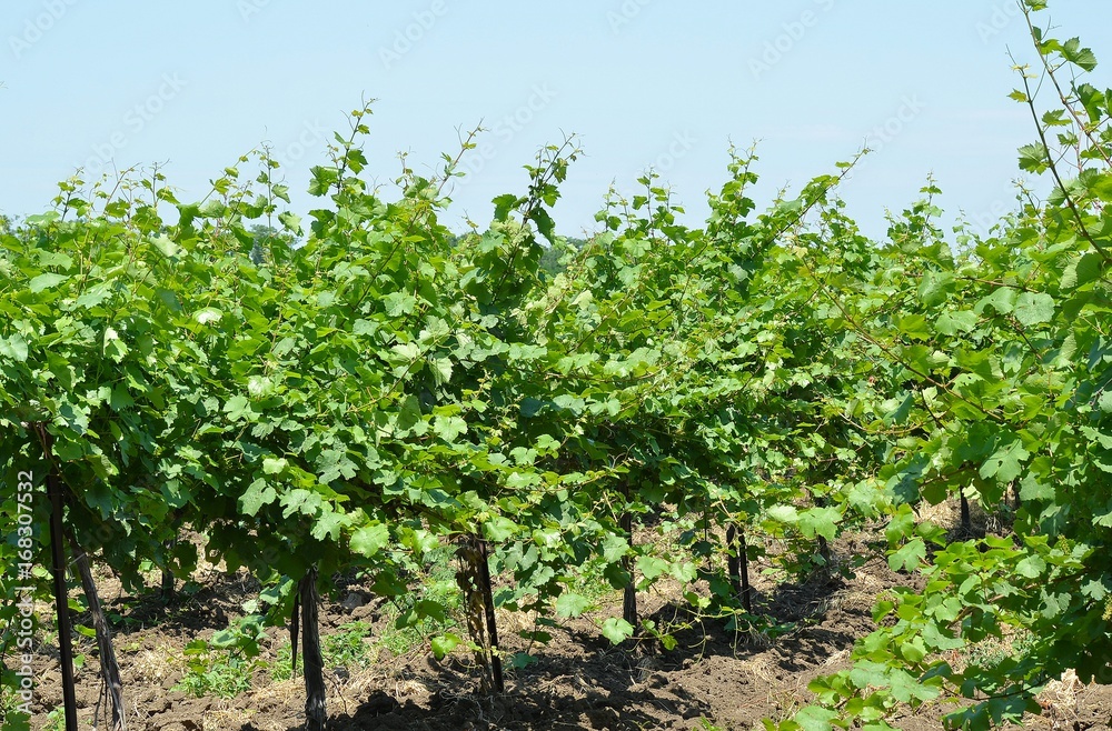 Industrial cultivation of grapes in the Krasnodar Territory, Russia