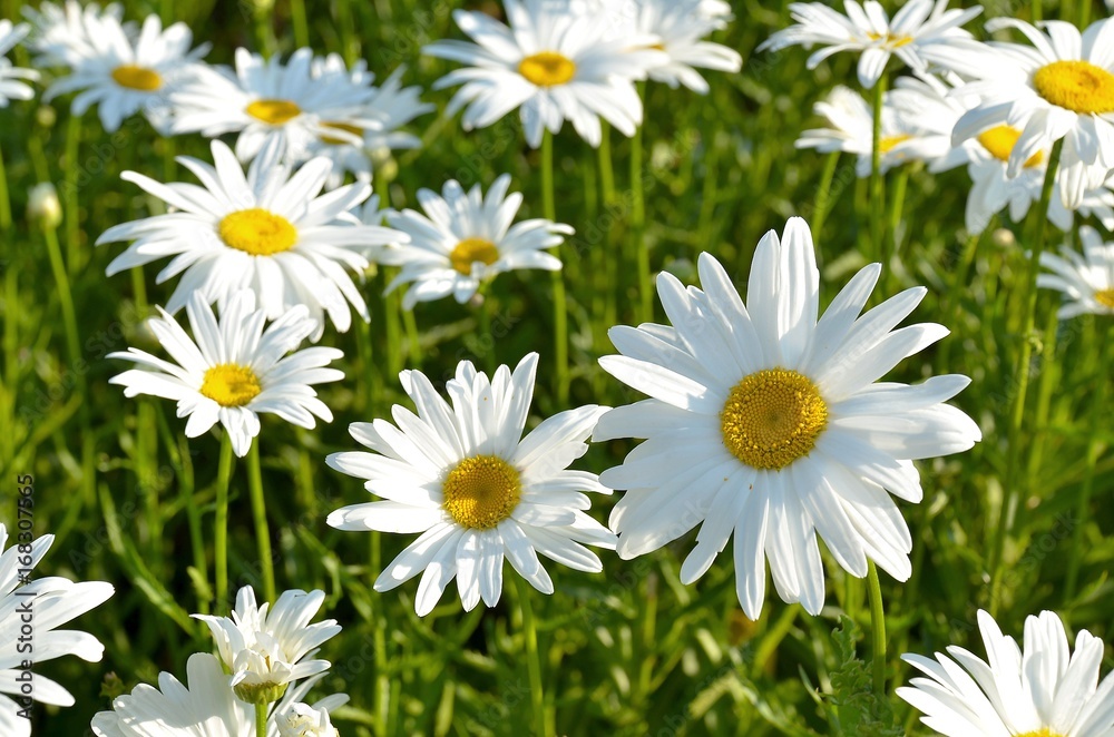 Flowering daisies in rays of summer bright sun Flowering daisies in rays of summer bright sun