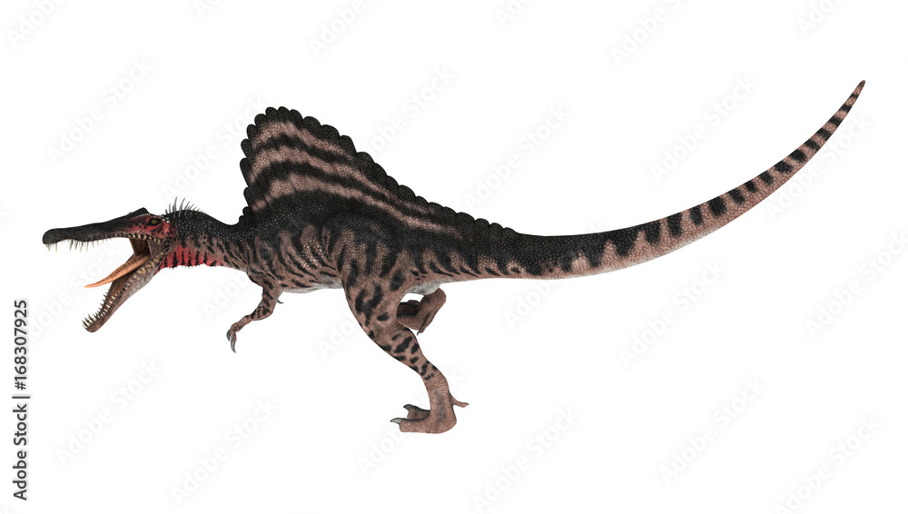 3D Rendering Dinosaur Spinosaurus on White 3D Rendering Dinosaur Spinosaurus on White