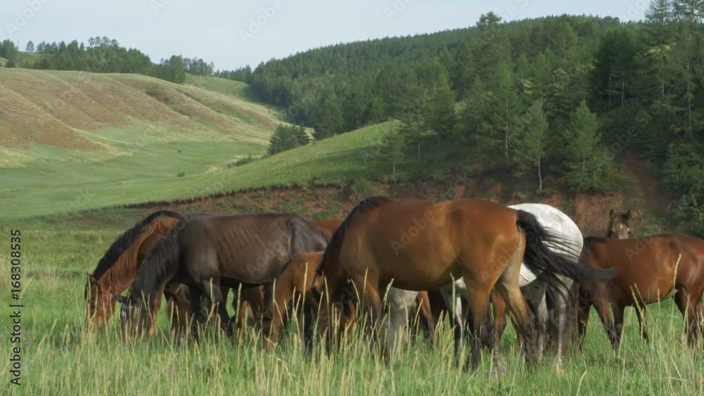 Wild horses graze in a meadow.