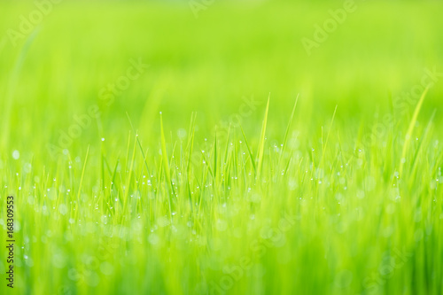 Abstract spring natural background of green rice farm close up with water drop bokeh in morning