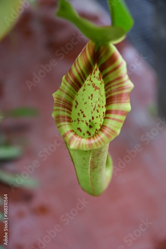 Valokuvatapetti Nepenthes - Pianta carnivora