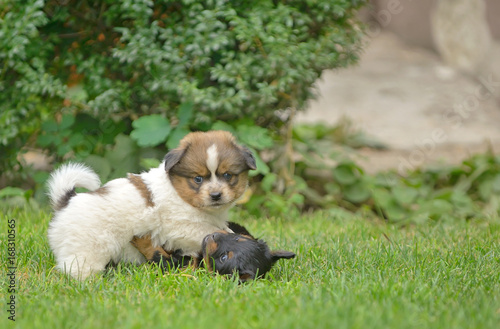 Cute pekingese puppy dogs