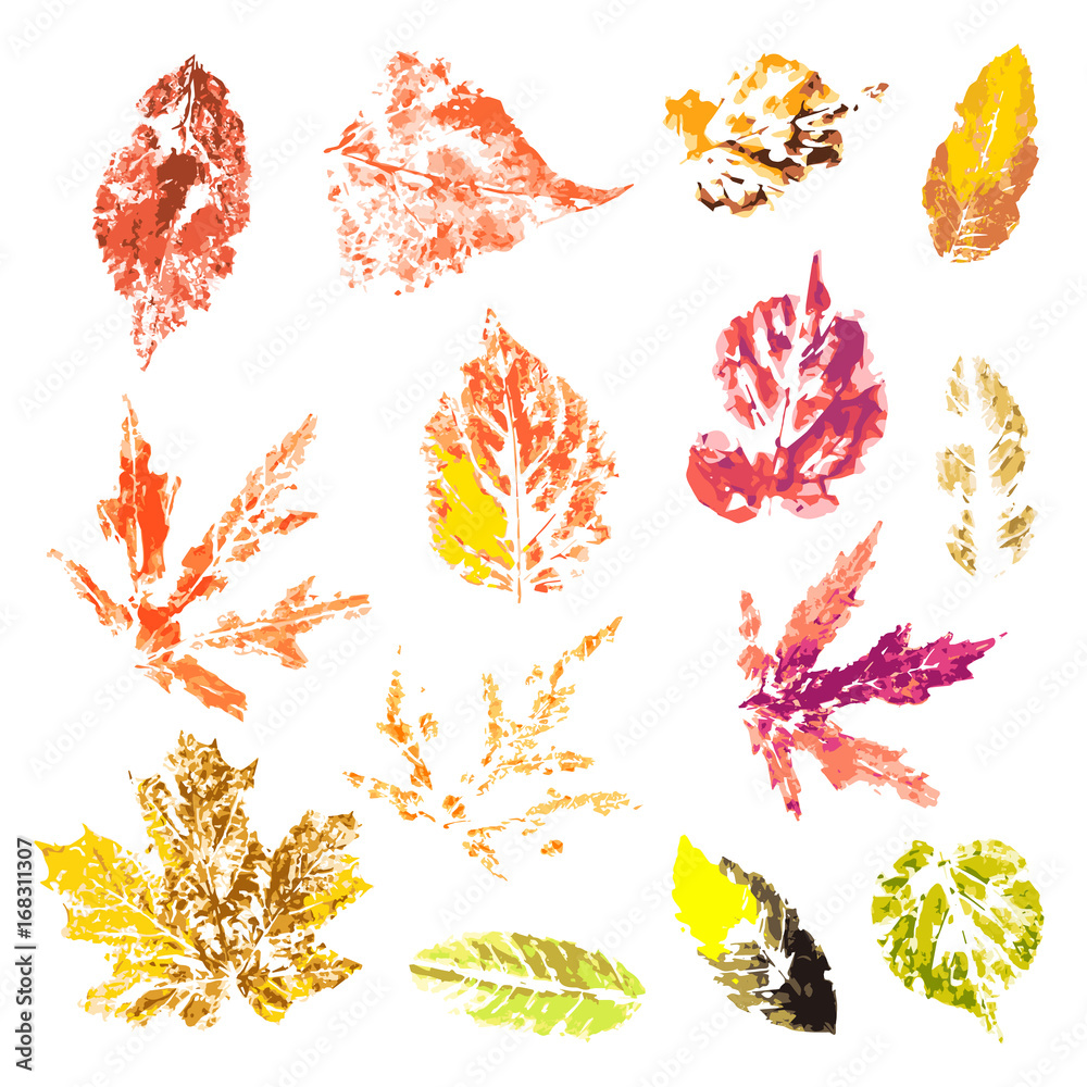 Unique autumn leaves set. Autumn leaves prints on a white background