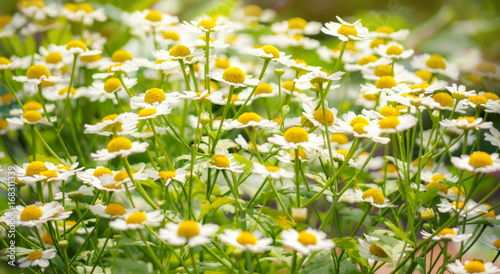 Wild flowers chamomile field daisy plant sunlight summer spring © IRINA