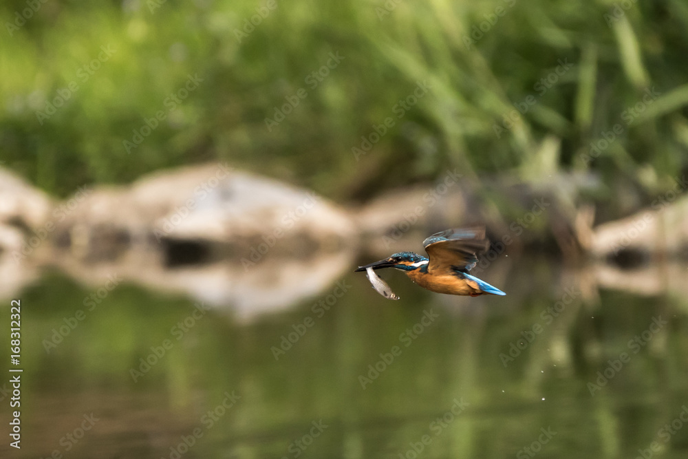 Obraz premium feeding