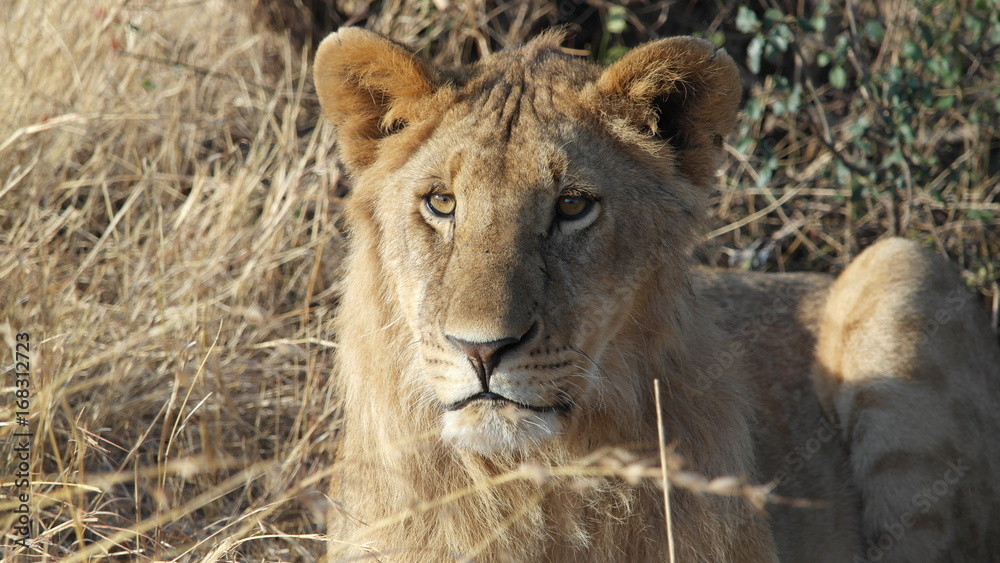 Fototapeta premium Lion Löwe Safari
