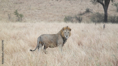 Lion Löwe Safari