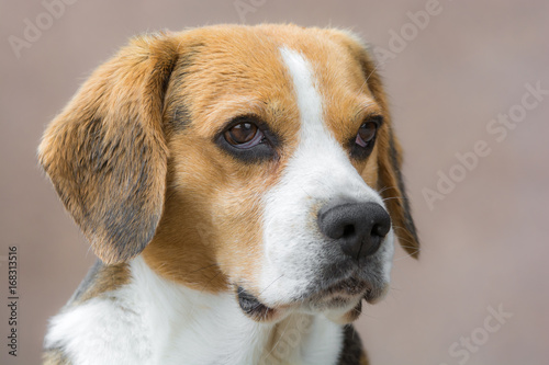 Aufmerksamer Blick eines orangen Beagle © Ralf Geithe