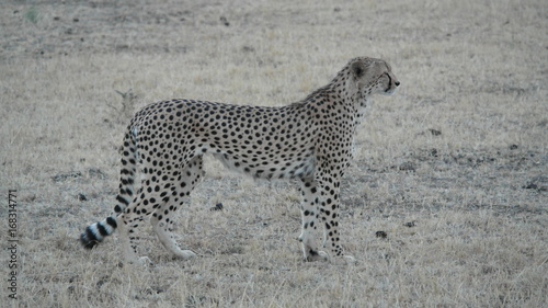 Geppard Cheetah Safari photo