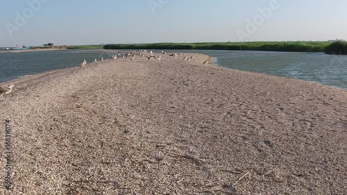 Slow motion. The take-off of a sea gull from the shore on a bird island in the Sea of Azov in Yeisk. photo