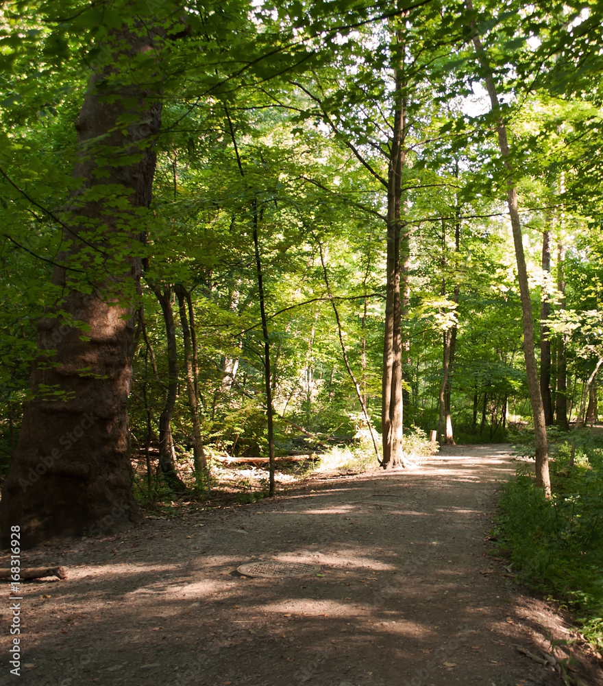 Dirt foot path in the forest with shadows and partial sun Dirt foot path in the forest with shadows and partial sun