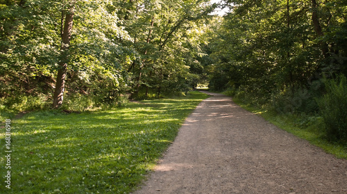 Dirt road through the woods with a small meadow on the left side