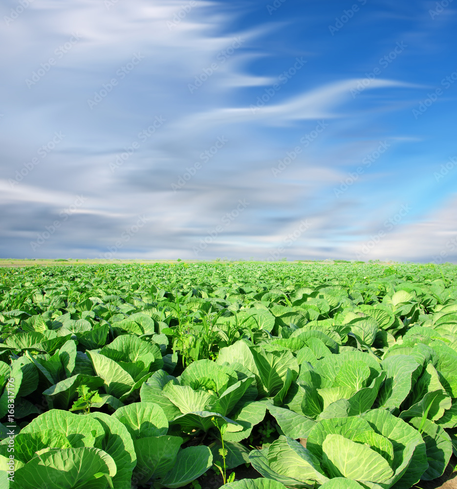 Cabbage plantation Cabbage plantation