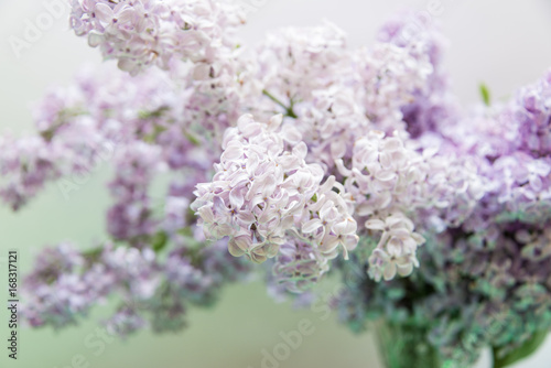 Flowering of lilac © helentopper