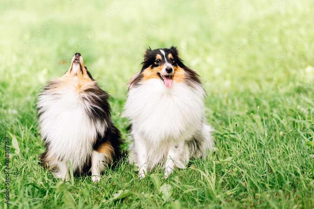 portrait of two happy friends dogs puppy and Shetland Sheepdog sit in the grass on nature background. collie playing portrait of two happy friends dogs puppy and Shetland Sheepdog sit in the grass on nature background. collie playing