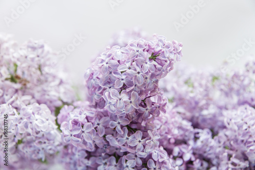 Flowering of lilac