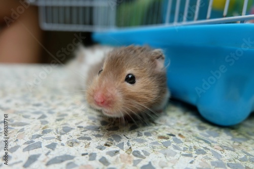 Close-up of a tiny hamster walking, selective focus.