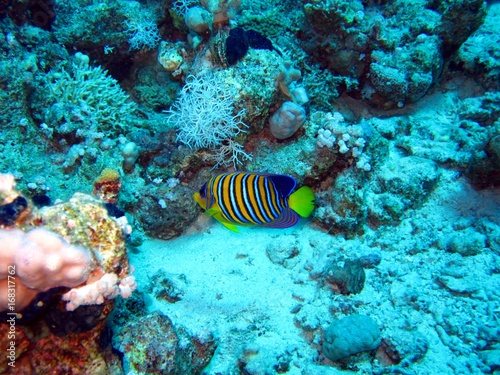 Royal Angelfish in the Red Sea 