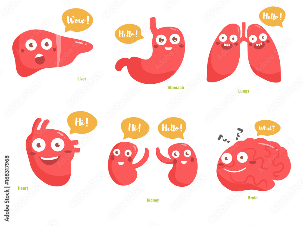 Set of human organs Set of human organs