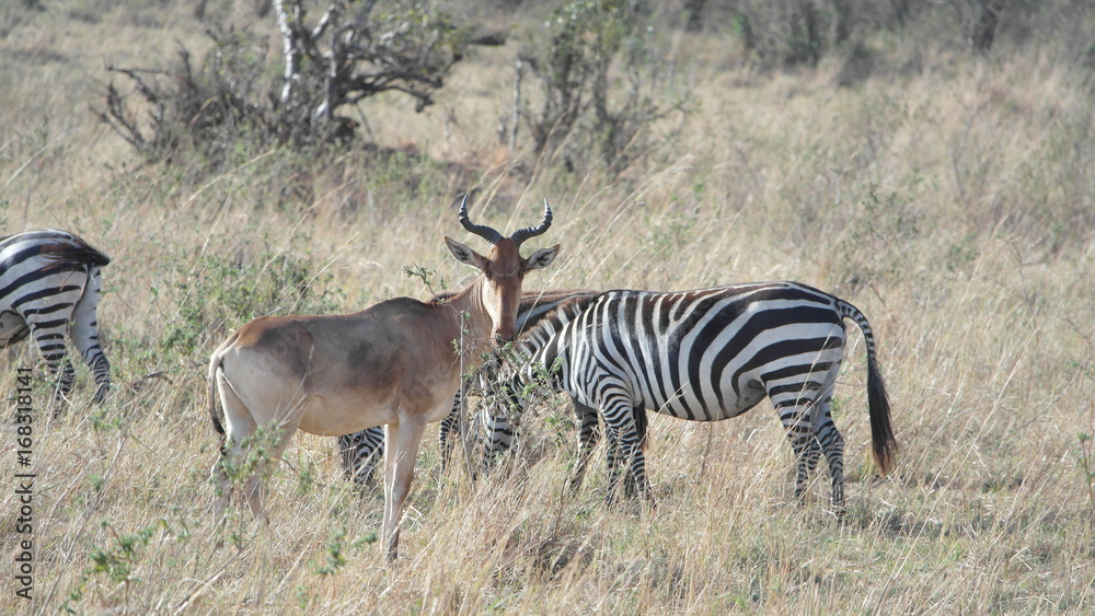 Fototapeta premium Topi Antelope