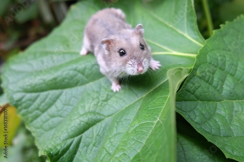 Close-up of a tiny winter white hamster walking on a green leaf