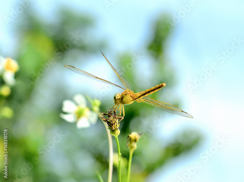 Dragonfly in the nature © sangsiripech